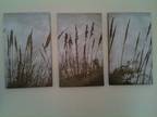 Beautiful Trio Of Canvases - Grass / Field