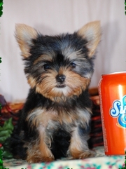 Pure Bred Yorkshire Terrier Puppies for sale.
